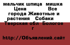 мальчик шпица (мишка) › Цена ­ 55 000 - Все города Животные и растения » Собаки   . Тверская обл.,Бологое г.